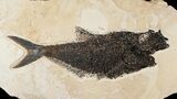 Bargain Diplomystus Fish Fossil - Wyoming #15125-1
